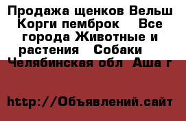 Продажа щенков Вельш Корги пемброк  - Все города Животные и растения » Собаки   . Челябинская обл.,Аша г.